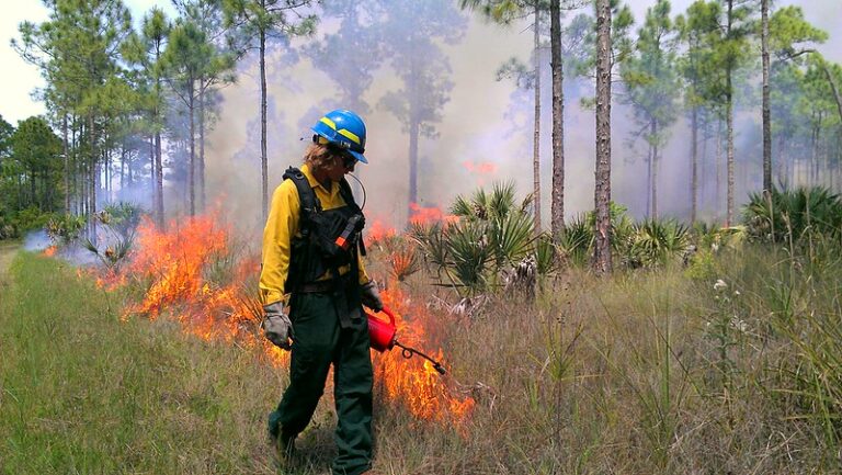 Florida Panther National Wildlife Refuge conducted a 704-acre prescribed fire on April 4, 2014 in the southeast corner of the refuge near I-75 and SR 29 in southwest Florida. Firefighter Connor Bowden uses a drip torch to ignite a portion of the prescribed fire. Photo Credit: Paul Stevko – USFWS