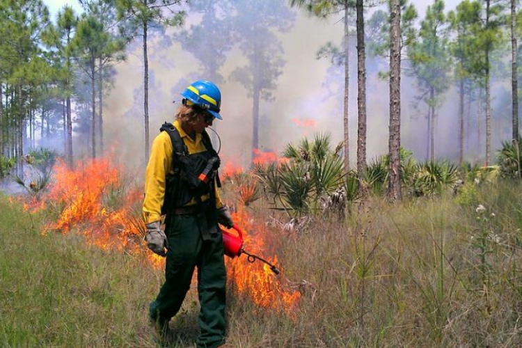Florida Panther National Wildlife Refuge conducted a 704-acre prescribed fire on April 4, 2014 in the southeast corner of the refuge near I-75 and SR 29 in southwest Florida. Firefighter Connor Bowden uses a drip torch to ignite a portion of the prescribed fire. Photo Credit: Paul Stevko – USFWS